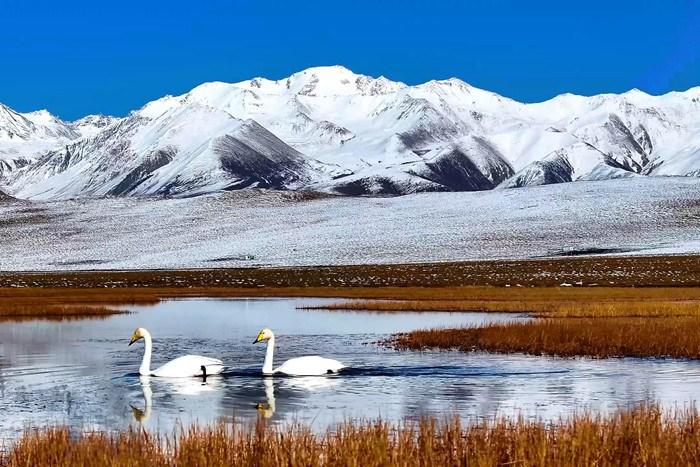 祁連山腹地水鳥云集 藍(lán)天雪山盡顯和諧純凈